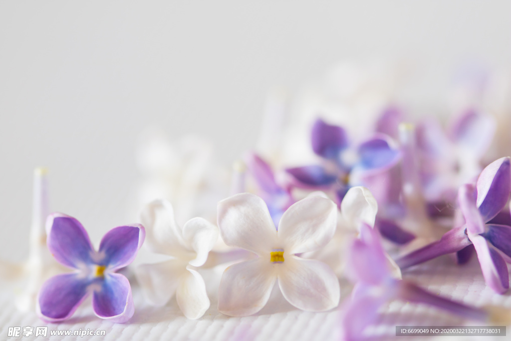 丁香花