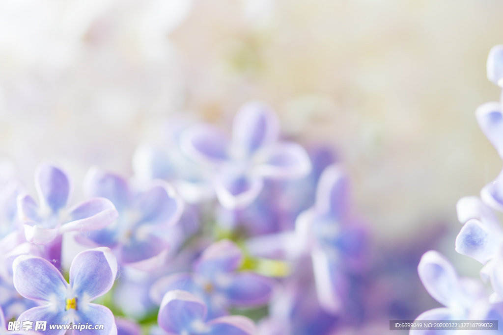丁香花