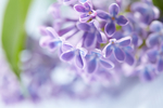 丁香花