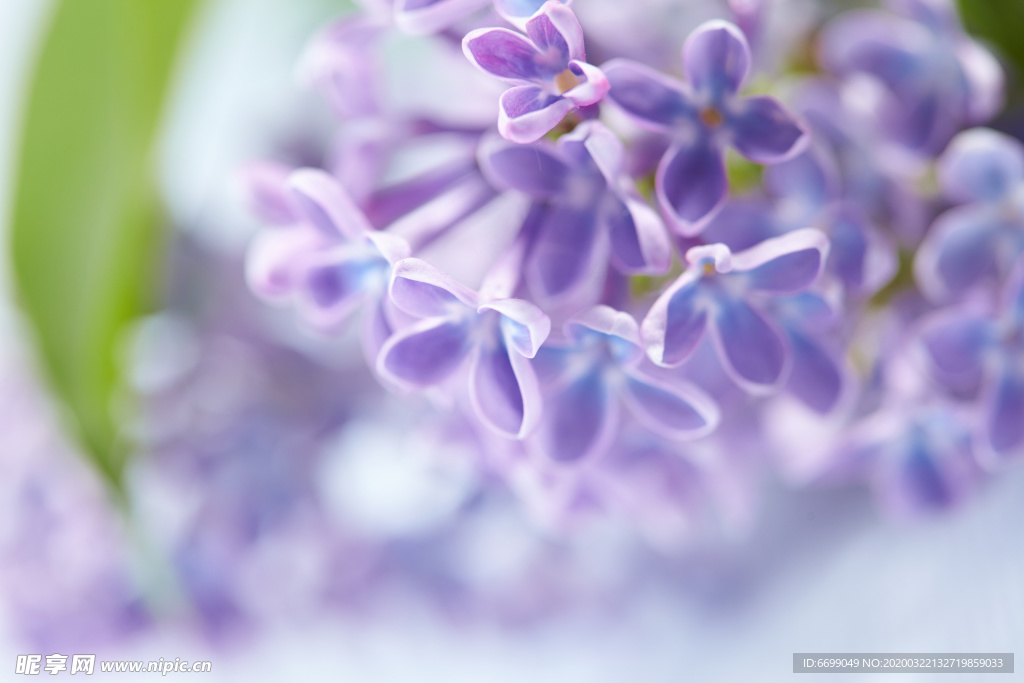 丁香花