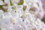 丁香花