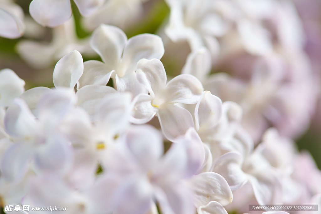 丁香花