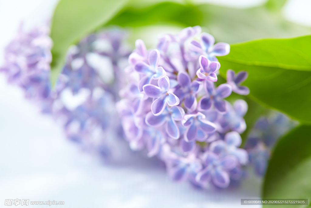 丁香花
