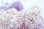 丁香花