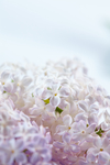 丁香花