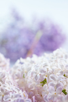 丁香花