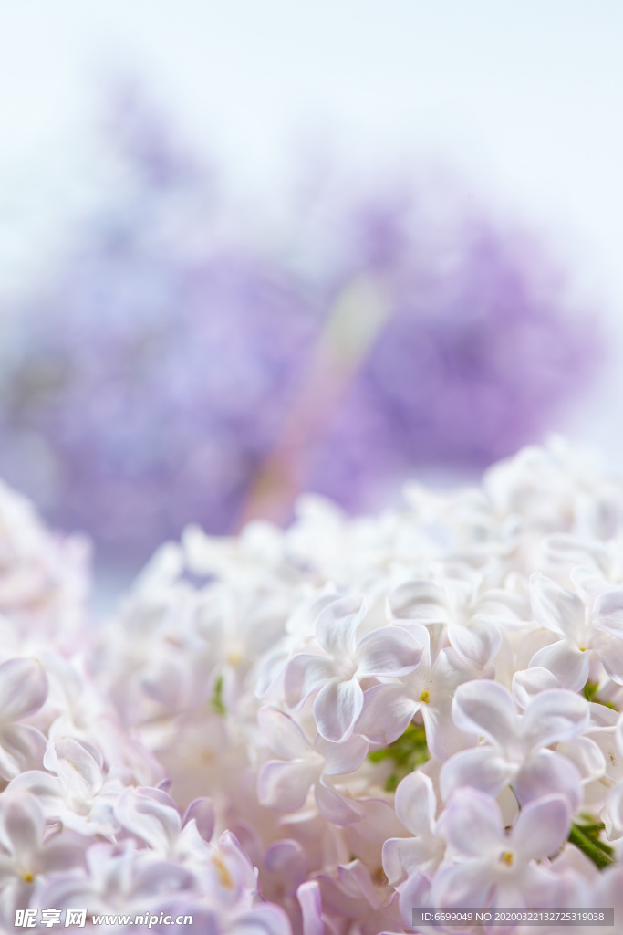 丁香花