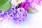 丁香花