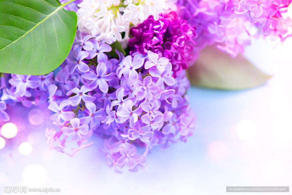 丁香花