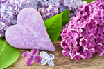 丁香花