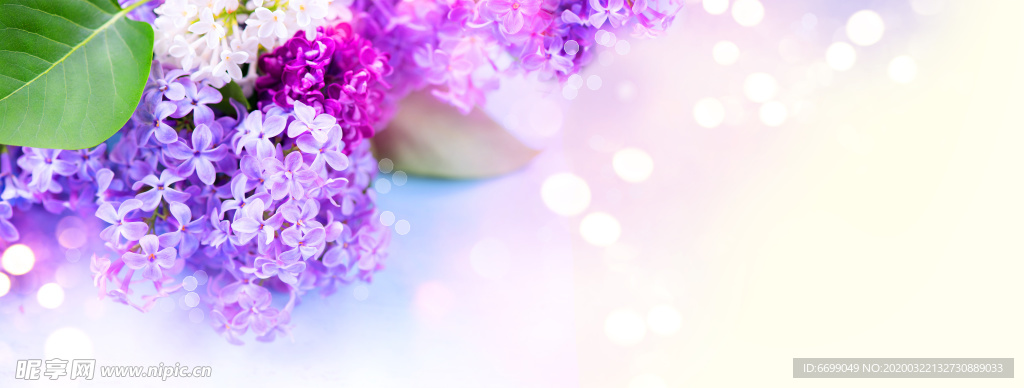 丁香花