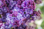 丁香花