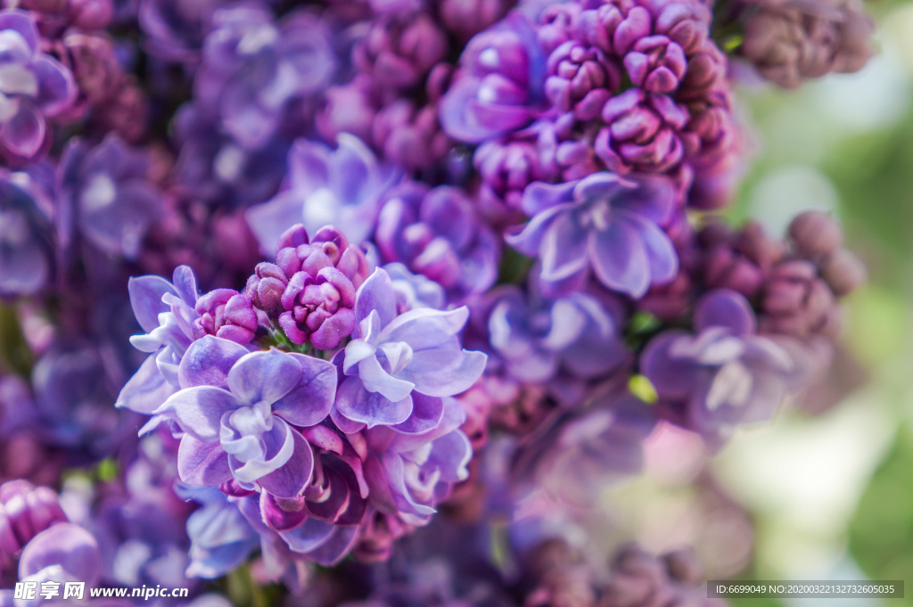 丁香花