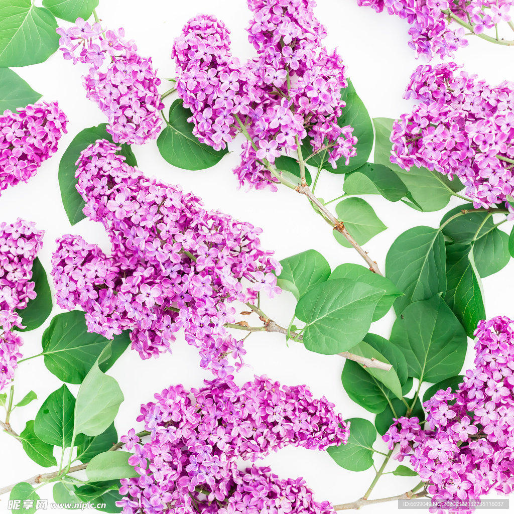 丁香花