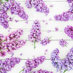 丁香花