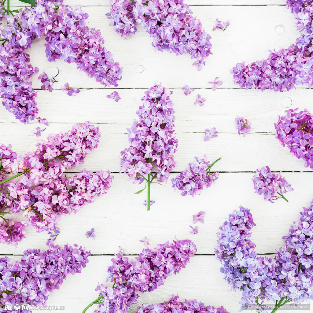 丁香花