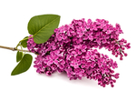 丁香花