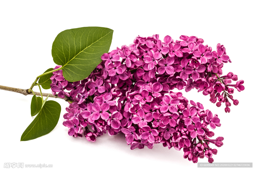 丁香花