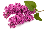 丁香花