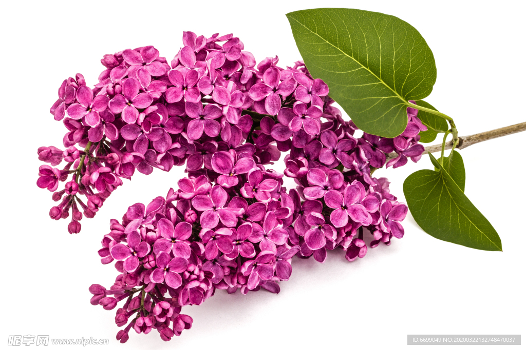 丁香花