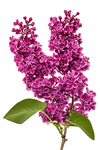 丁香花