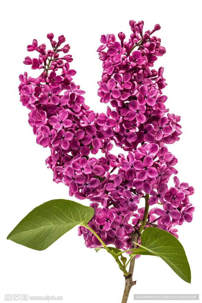 丁香花
