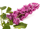 丁香花