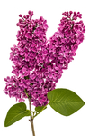 丁香花