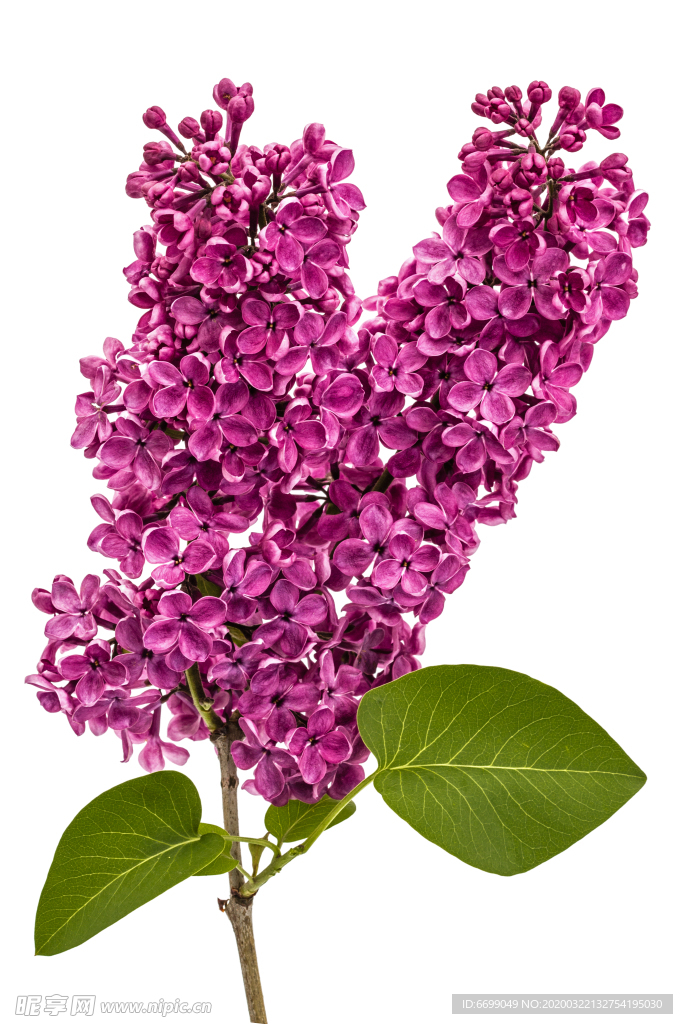 丁香花