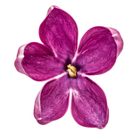 丁香花