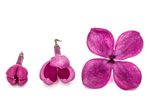 丁香花