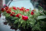 车花