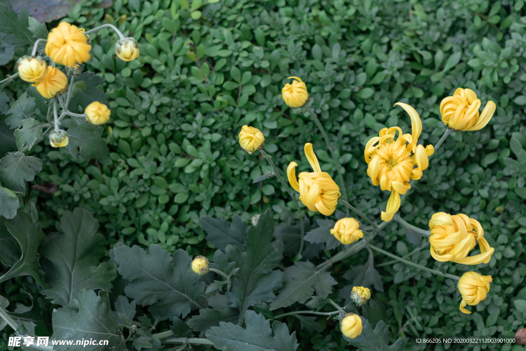菊花