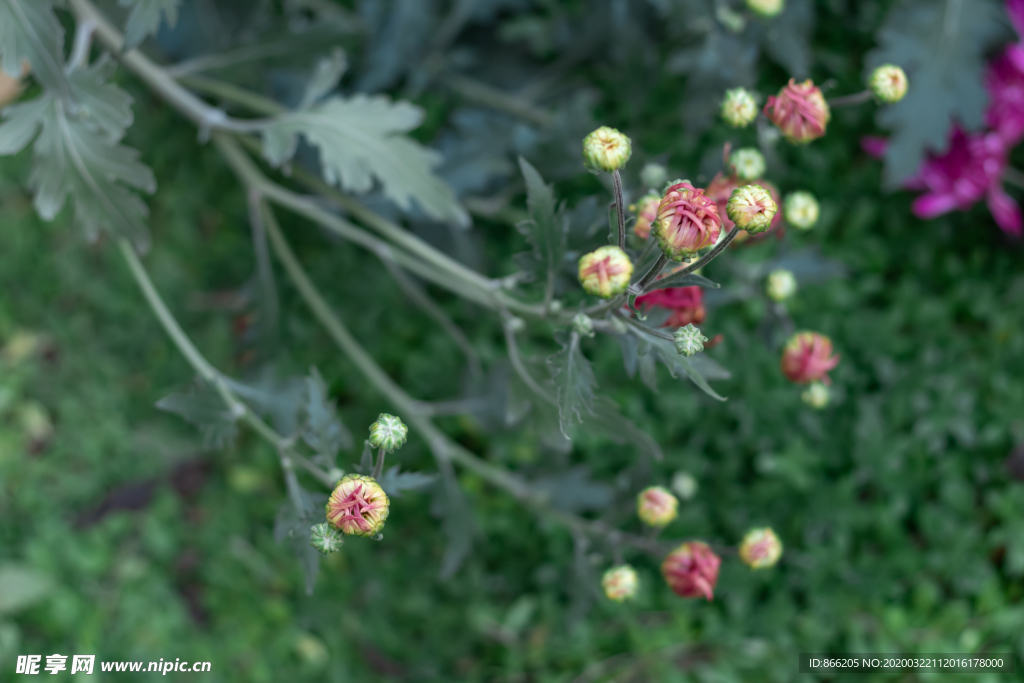 菊花