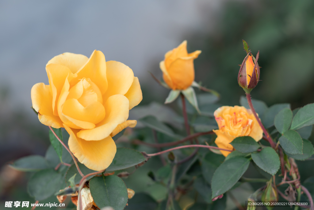 月季花