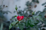 月季花