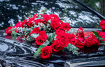 车花