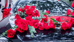 车花