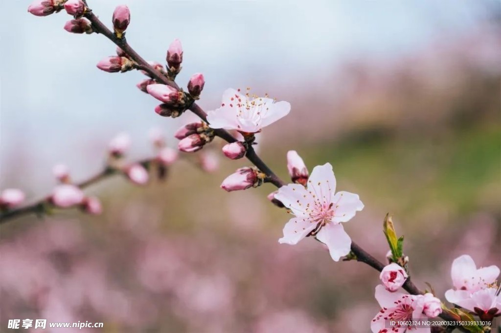 桃花