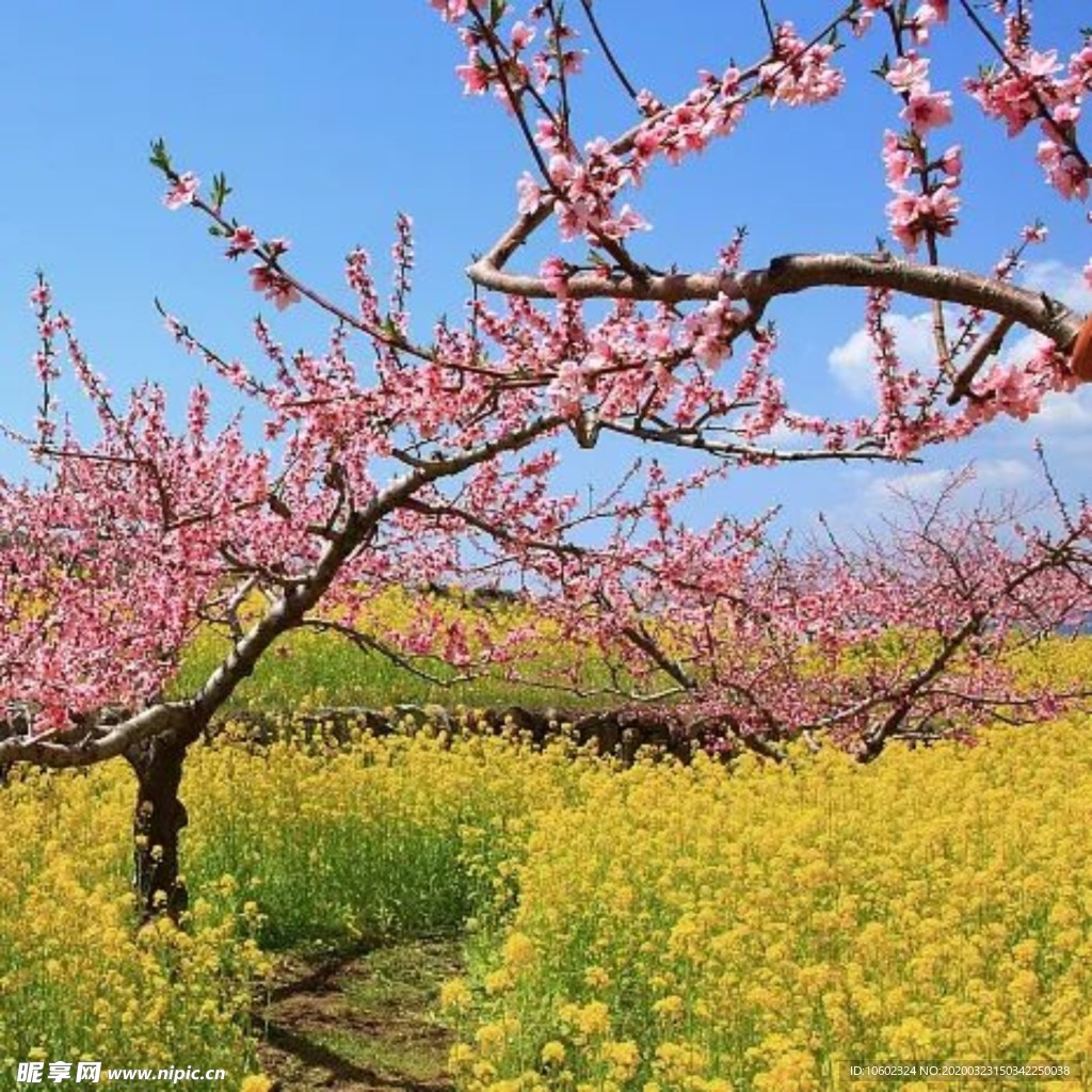 油菜花、桃花