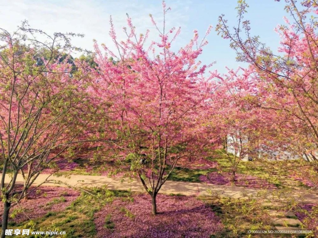 桃花