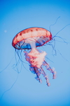 深海彩色水母