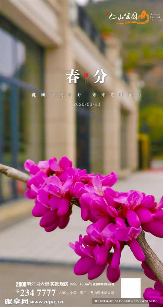 地产春分 花卉