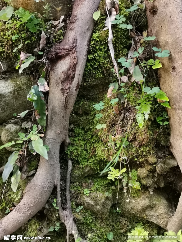 春意盎然