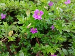 植物