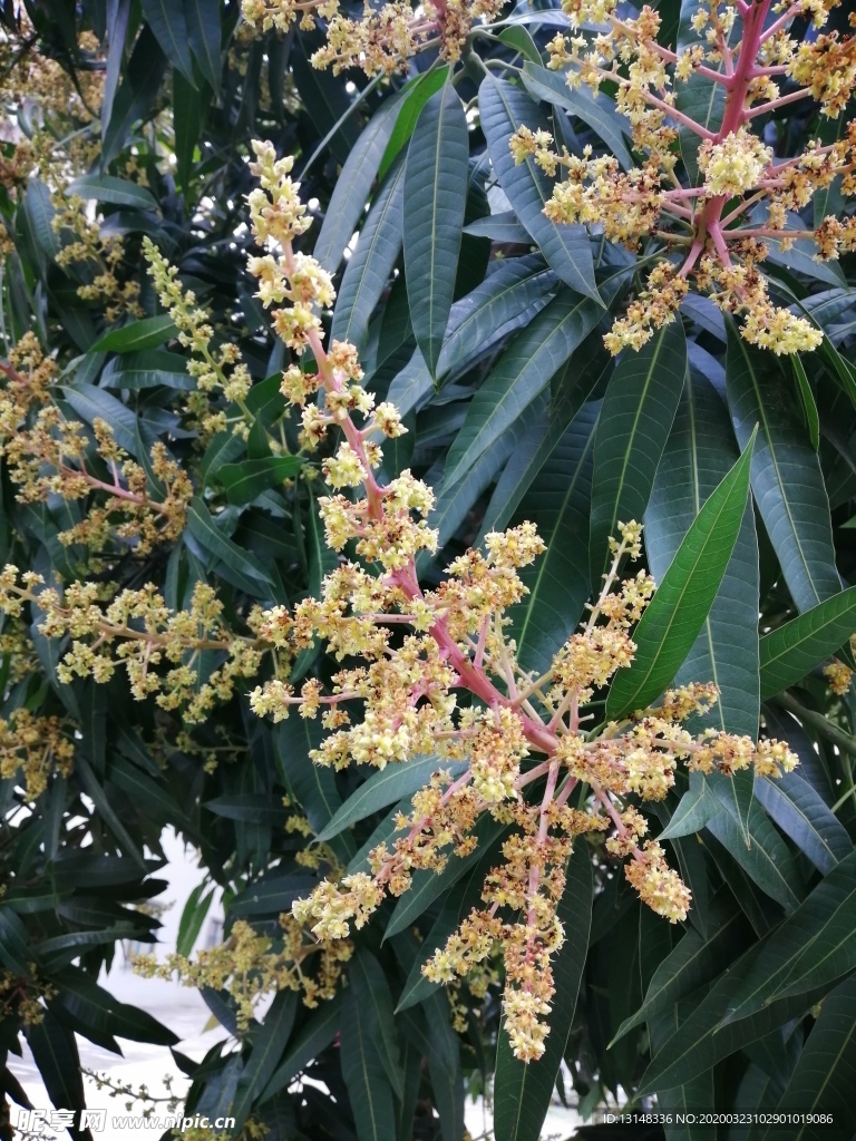 芒果花