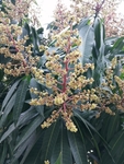 芒果花
