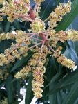 芒果花