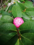 花蕾