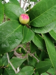 茶花